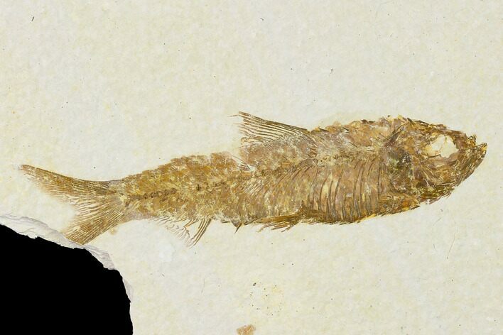 Detailed Fossil Fish (Knightia) - Wyoming #155460